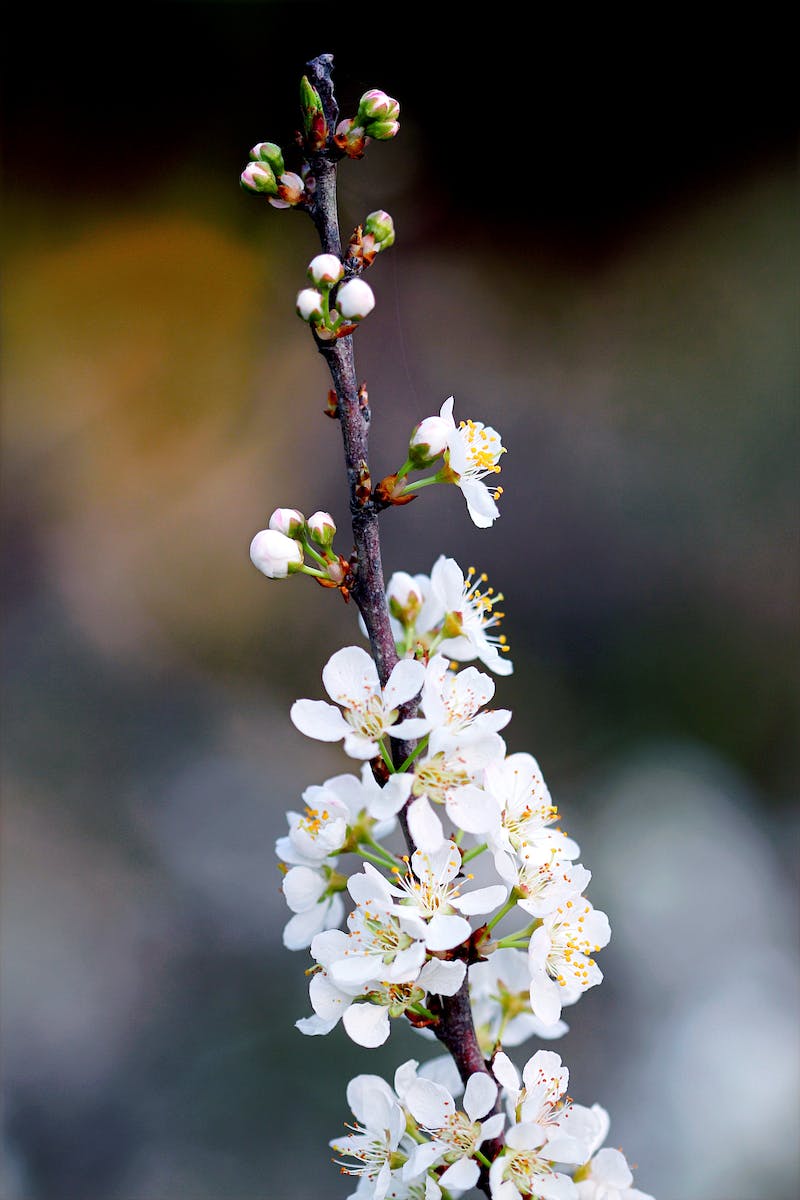 White Petaled Flower Photography